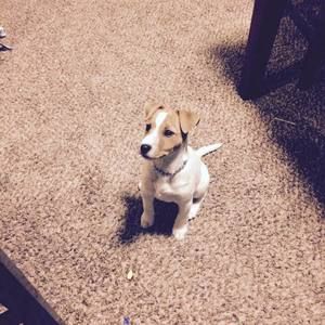 Meet your Posher, Alex